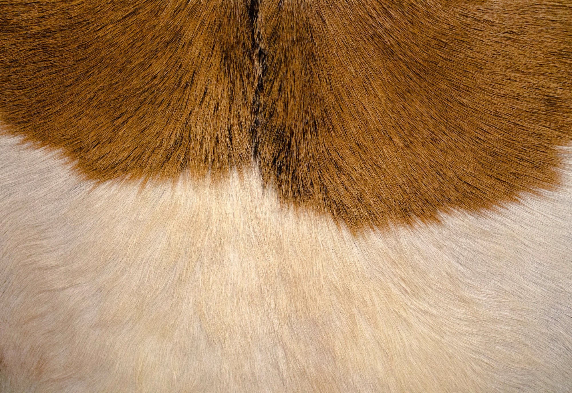 Rio Cool Armchair - Brown Mindi Oak with Leather/Goat Hair - Image 9